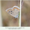 polyommatus thersites female georgia 1